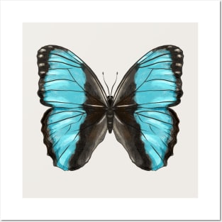 Blue Butterfly Insect Lover Art Posters and Art